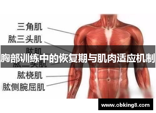 胸部训练中的恢复期与肌肉适应机制
